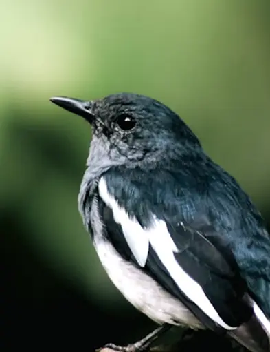 Green Bee-eater bird on a branch