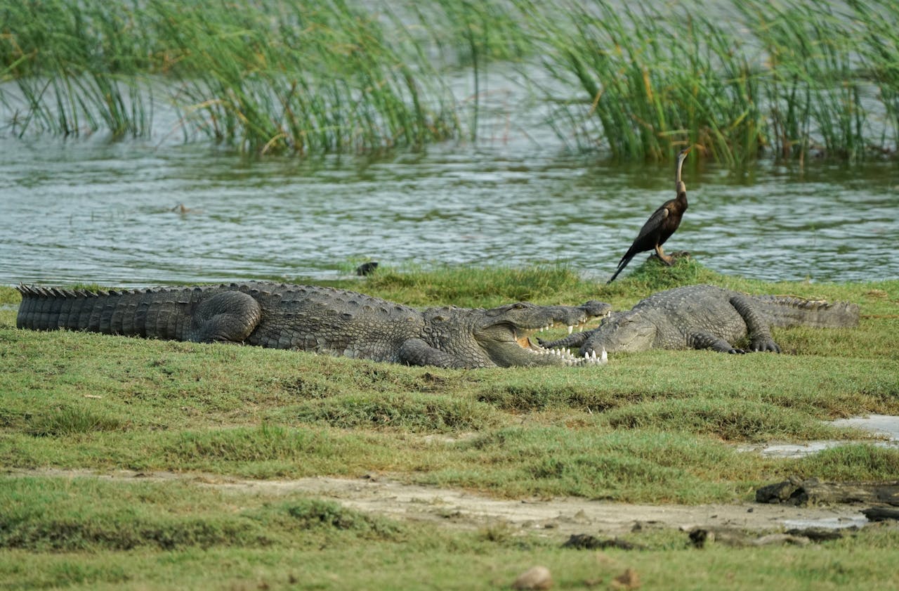 Mugger crocodile basking on the river bank with mouth open