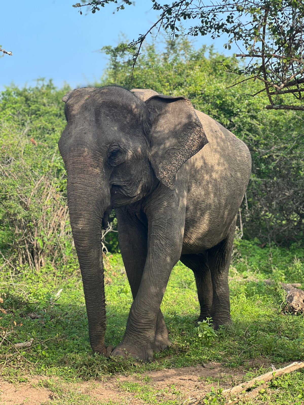Elephant dusting itself with dirt