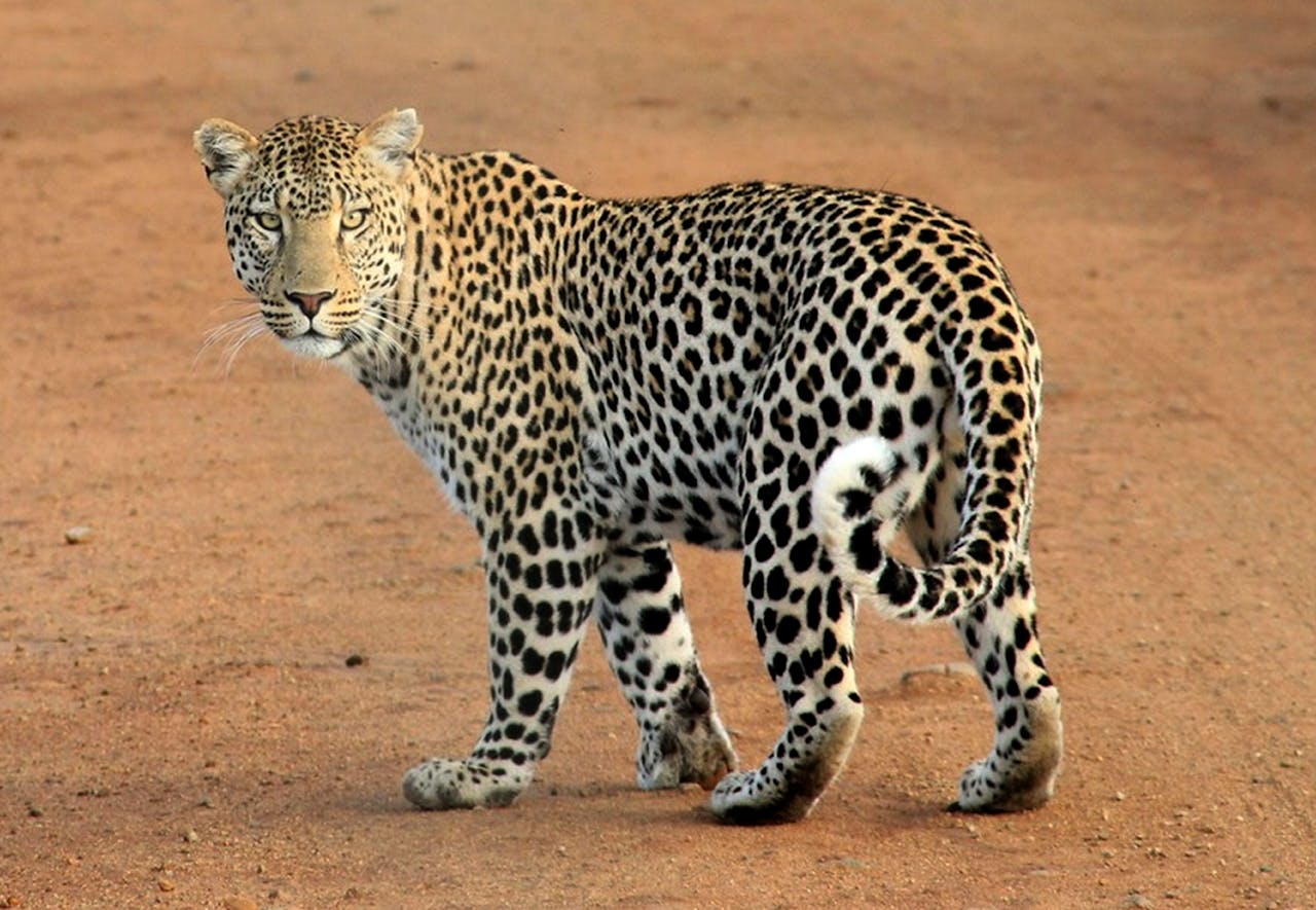 Leopard hiding in the tall dry grass