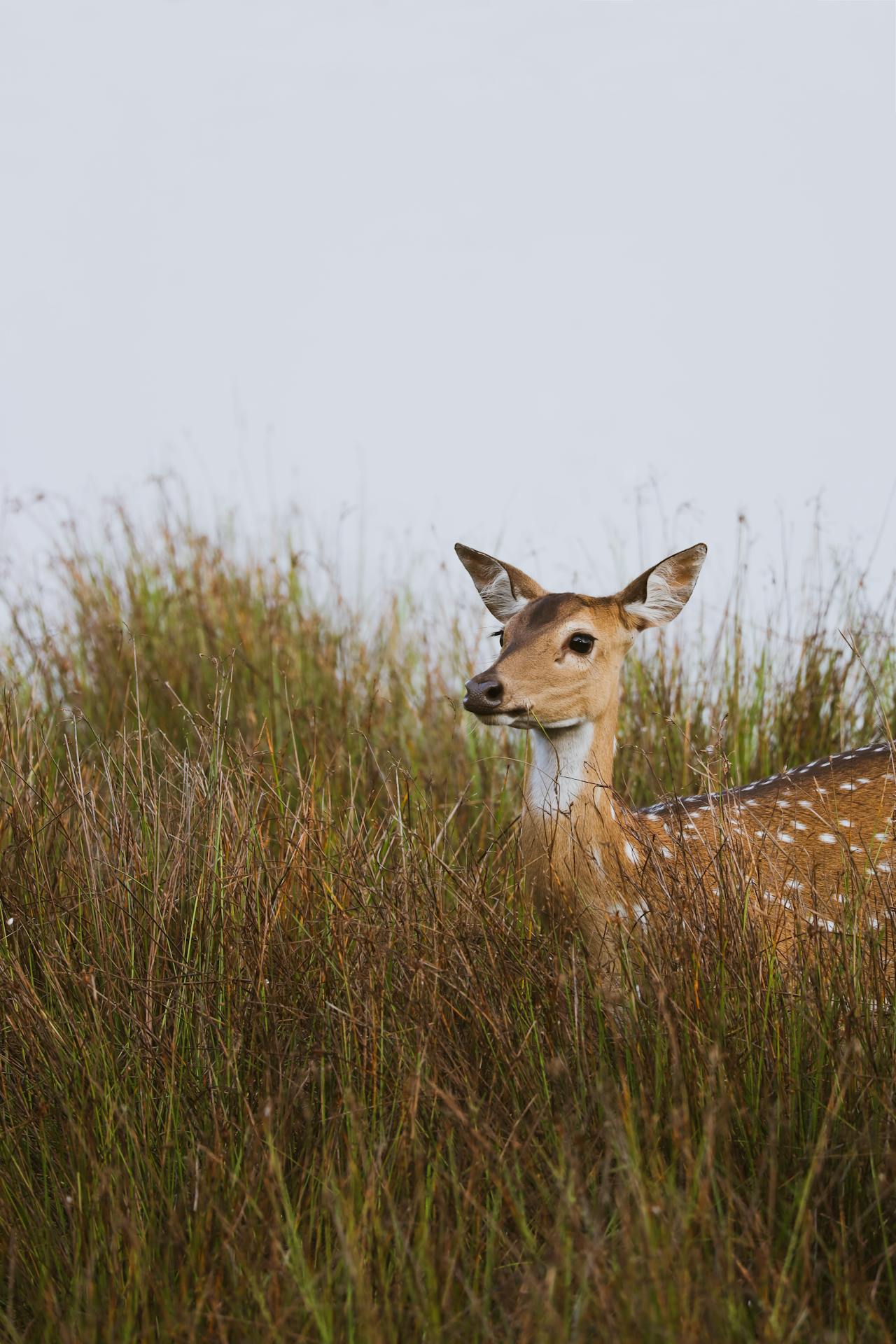 Leopard resting on a tree branch in morning light
