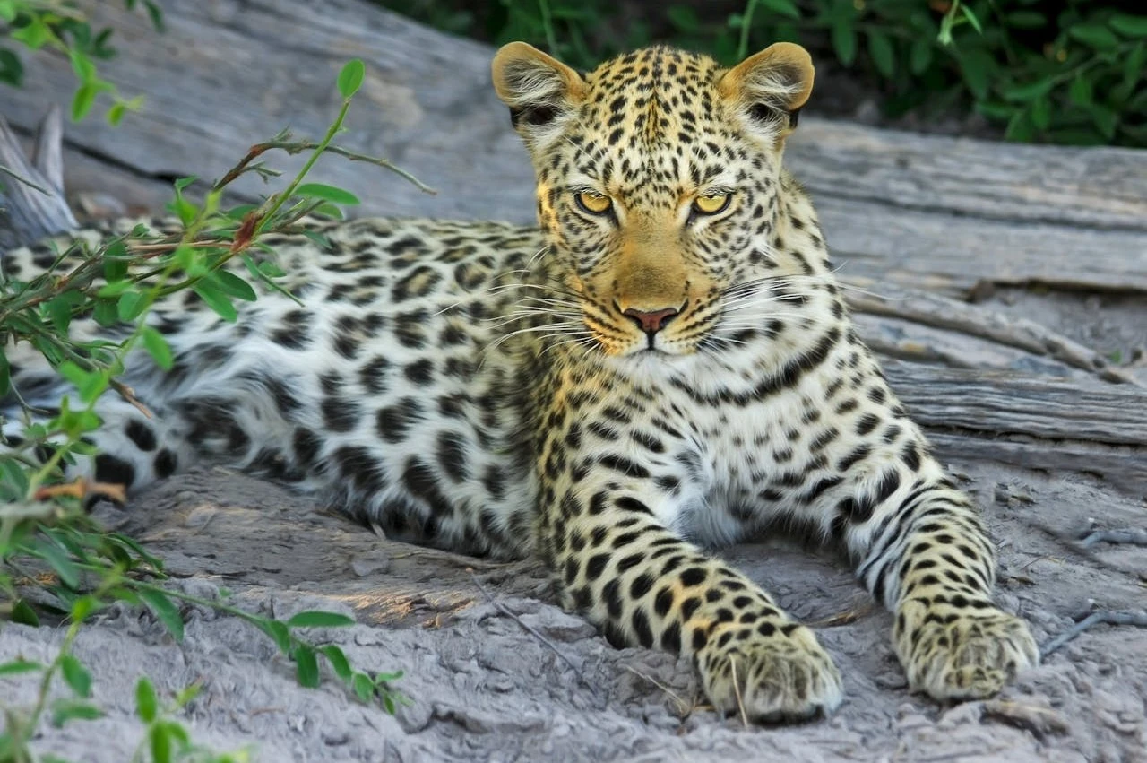 Leopard resting on a tree branch in morning light