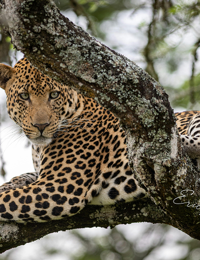 Private All-Inclusive Afternoon Safari