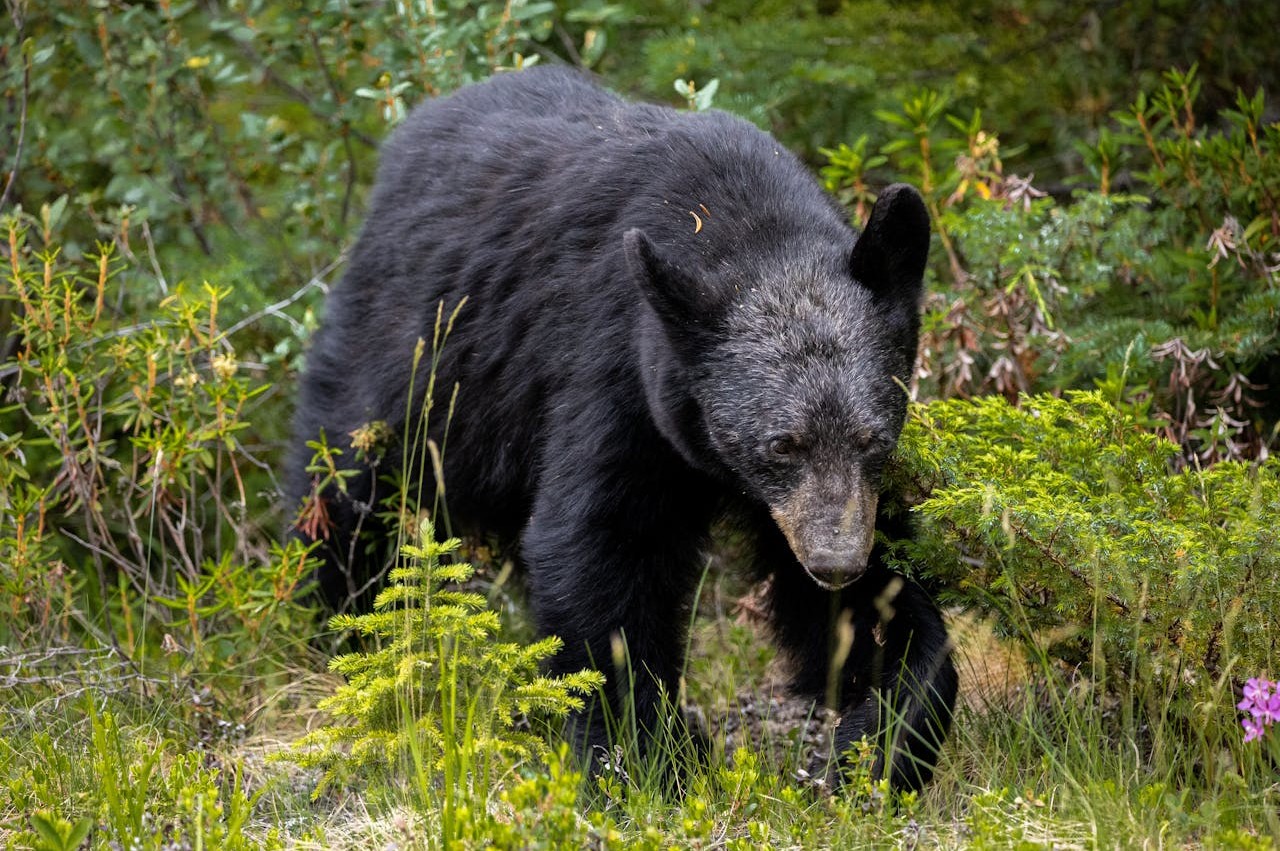 Private All-Inclusive 7-Hour Half-Day Safari