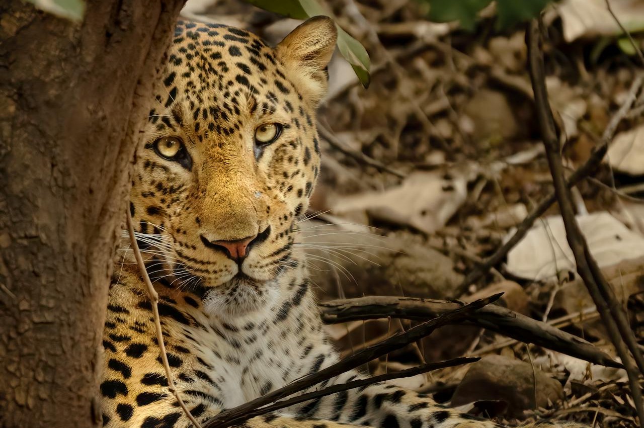 Leopard resting on a tree branch in morning light