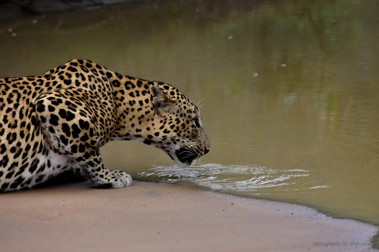 Leopard resting on a tree branch in morning light